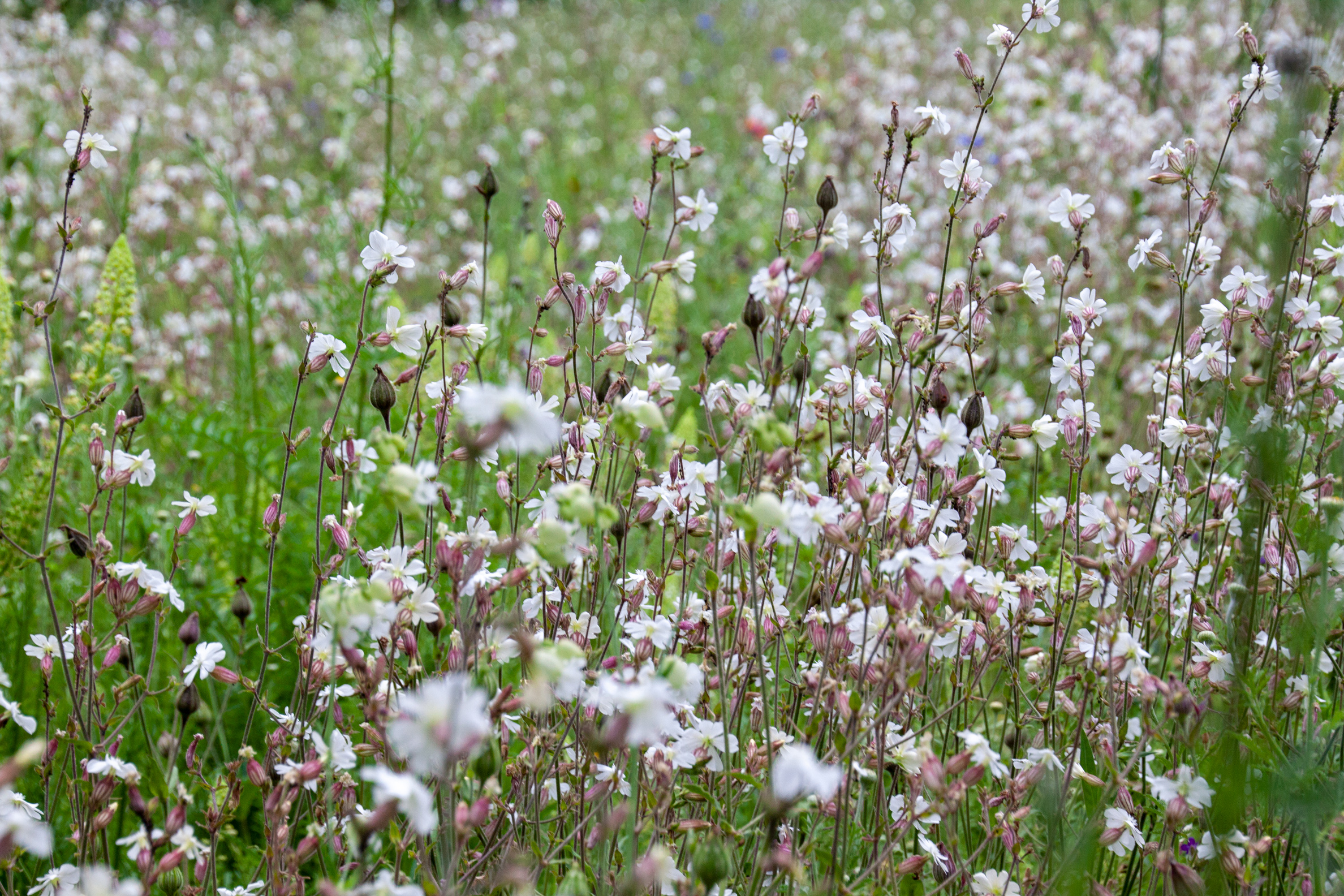 So schön blüht es an der Tellkampfschule – da finden auch Bienen & Co. ihre Nahrung